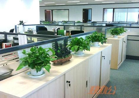 适合放办公室的绿植有哪些?六种办公室植物推荐_重庆快办公