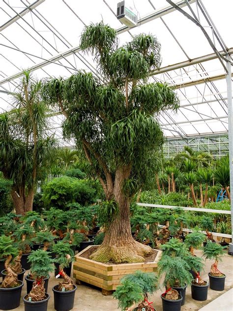 Beaucarnea recurvata Tropical Landscaping, Tropical Plants, Outdoor ...