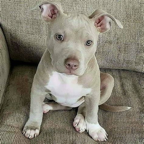 Suggest a name for this Cutie?😍 ️ | Pitbull puppies, Cute pitbull ...