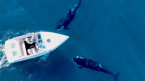 Los científicos explican por qué las orcas atacan a los barcos en ...