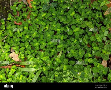 mint family (Lamiaceae) Plantae Stock Photo - Alamy