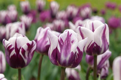What Type Of Stem Does A Tulip Have at Colleen Archibald blog