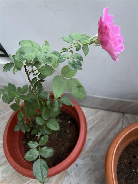 Rainbow rose live plant (Pack of 2) : Amazon.in: Garden & Outdoors