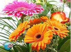 significato dei fiori gerbera compra o spedici a domicilio bouquet di gerbere significato dei fiori gerbera compra o spedici a domicilio bouquet di gerbere