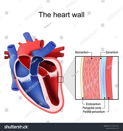 Parietal Pericardium