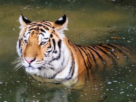 15 Interesting Facts about Viagra | Healthy Living