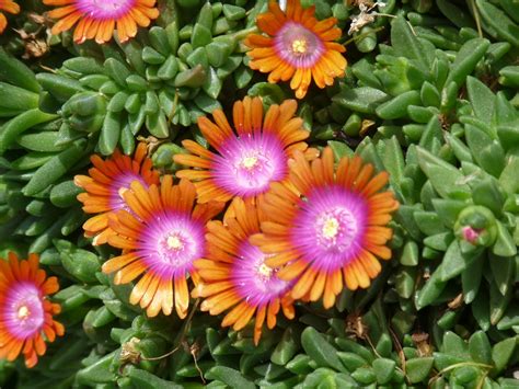 A not so simple garden: Fire and Ice(plants)