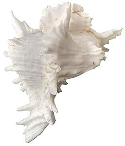 Mangal mandir rameshwar Blowing Shank -Sangu - sankh - Size: L17 X B 15 ...