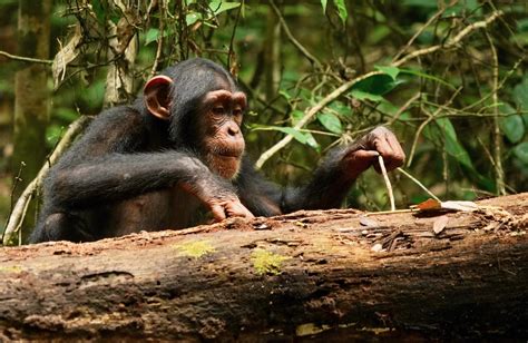 Image result for Chimpanzee Using Tools