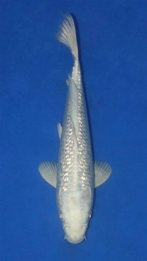 GIN RIN PLATINUM OGON 25CM – P.VR. Koi Centre