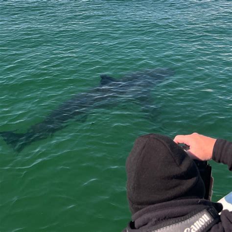 ATLANTIC WHITE SHARK CONSERVANCY ECOTOURS (2026) All You Need to Know ...