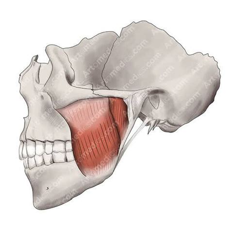 Image result for Masseter Muscle Trigger Point