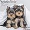 Buy Yorkshire Terrier Puppies Calendar - Yorkie - Yorky - Dog Breed ...