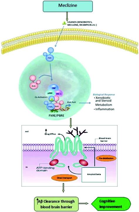 Meclizine ameliorates memory deficits in streptozotocin-induced ...