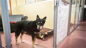 Asheville Humane Society