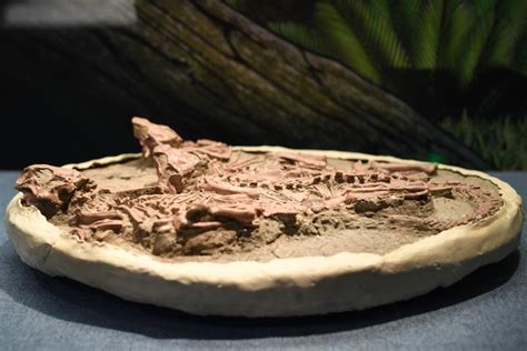辽宁发现小型吃鱼飞行恐龙化石 云南最古老恐龙胚胎化石“现身”