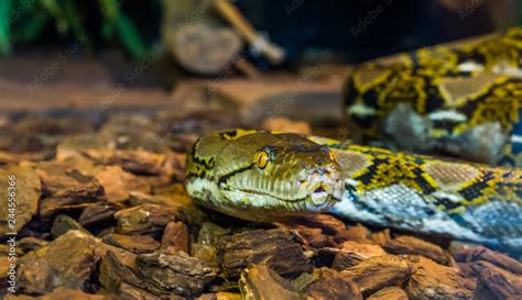 Image result for Yellow Head Reticulated Python
