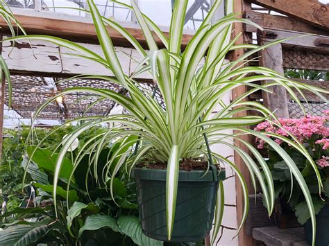 Beginner Houseplants — Sunnyside Nursery