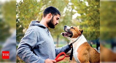 Qualities of a good dog trainer - Times of India