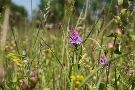 Road Verge and Green Space - Grass Cuttings - Plantlife