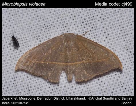 Microblepsis violacea (Butler, 1889) - | Moths
