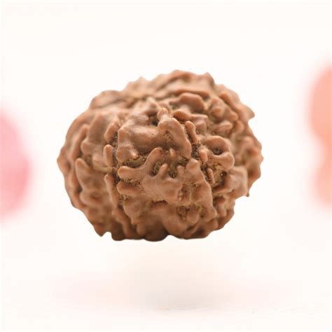 8 Mukhi Nepali Rudraksha - Regular – Adiyogi Rudraksh & Adiyogi Gemstones