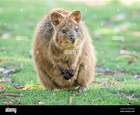 Rottnest Island Quokka Pictures