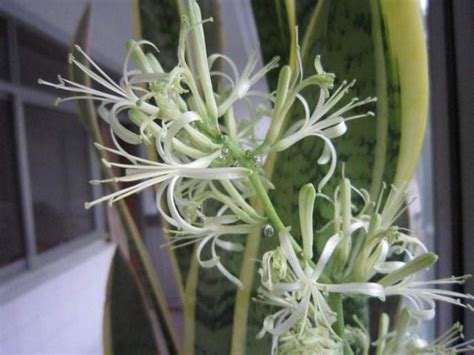 Image result for Computer Blank Window Frame