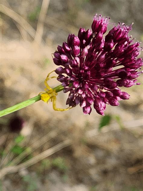 Bright yellow spider : r/biology