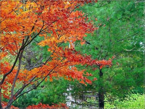 Ağaç Resimleri (1. Katalog) - Sayfa 7