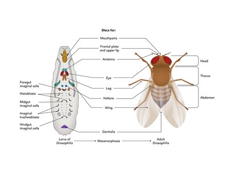 Early Development of the Fruit Fly as Evidence of Design | Answers in ...