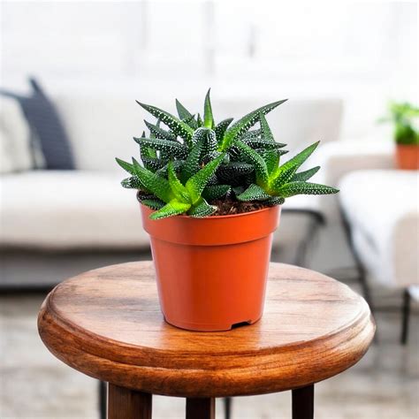 Buy Haworthia Attenuata Var Succulent Plant online at best price