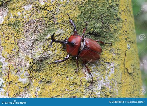 Japanese Rhinoceros Beetle Trypoxylus Dichotomus / Allomyrina ...