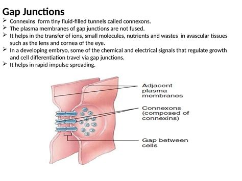 Gap junctions - its location and its functions.pptx