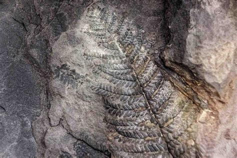 Like nothing else : unique dinosaur-era plant fossils unearthed in Antarctica - Le Ravi