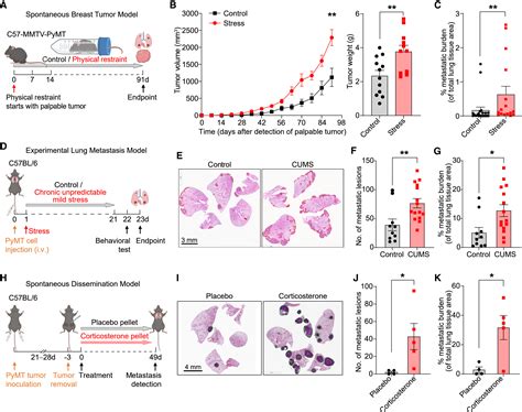 Chronic stress increases metastasis via neutrophil-mediated changes to the microenvironment ... - what increases neutrophils