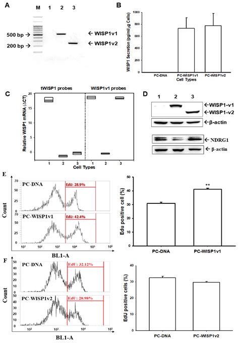 WNT1 Inducible Signaling Pathway Protein 1 Is a Stroma-Specific ...