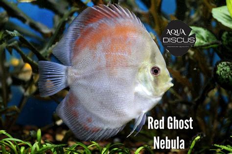 Rezultat imagine pentru Discus Tank Setup