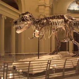 Visit SUE, the T. rex, at the Field Museum
