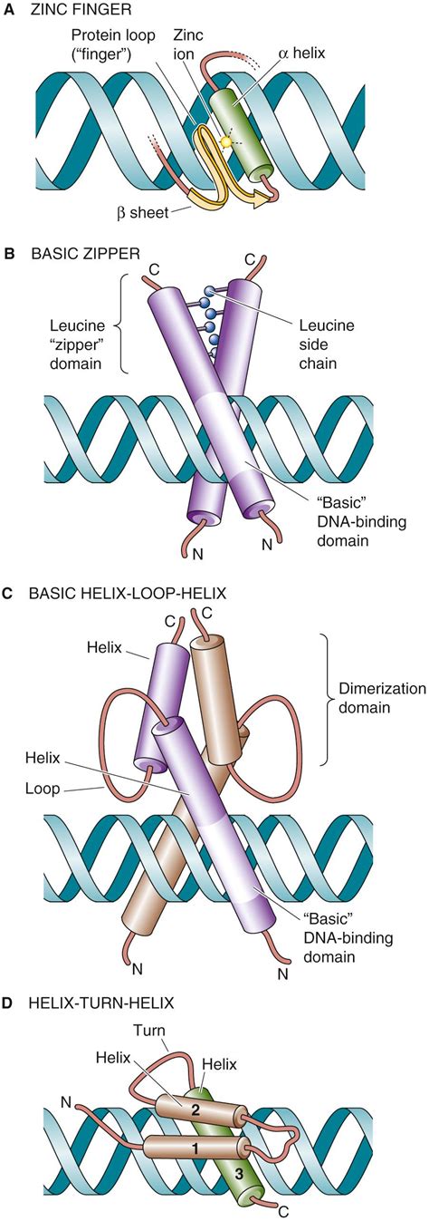 Image result for Locus Control Region Gene Expression