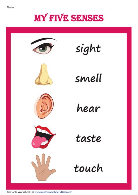Five Senses Sorting Activity Printable, 5 Senses Sorting, Homeschool ...