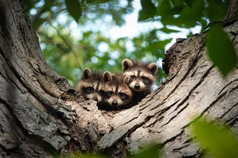 Are Raccoons Rodents? - Forterra Pest Control