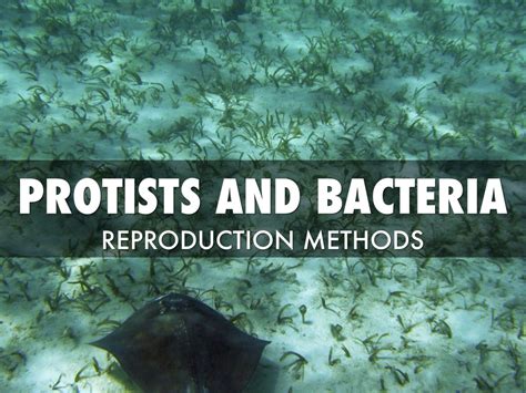 Image result for How Do Protists Reproduce