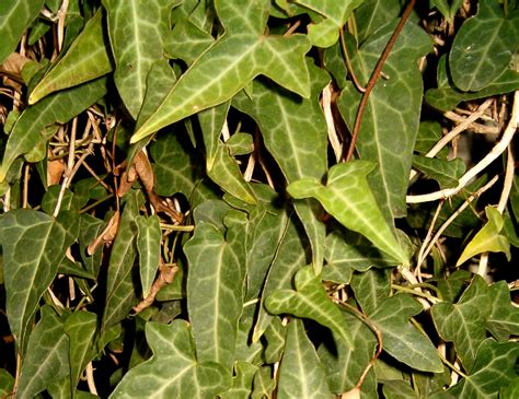 20 Types of Ivy Plants You Should Know | Plantly