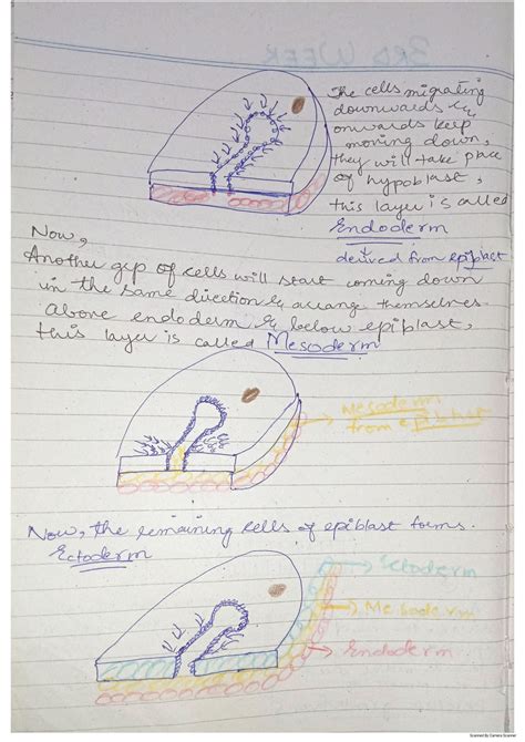 Image result for Third Week of Embryonic Development