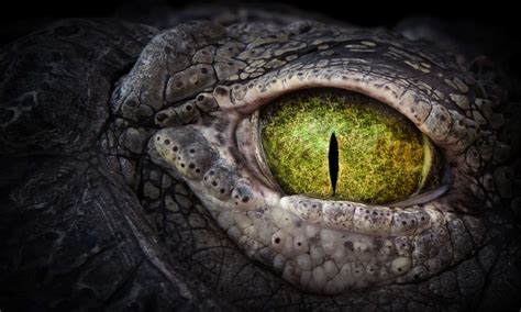Crocodile Tears: Meaning and Origin of this Common Saying Revealed - A ...