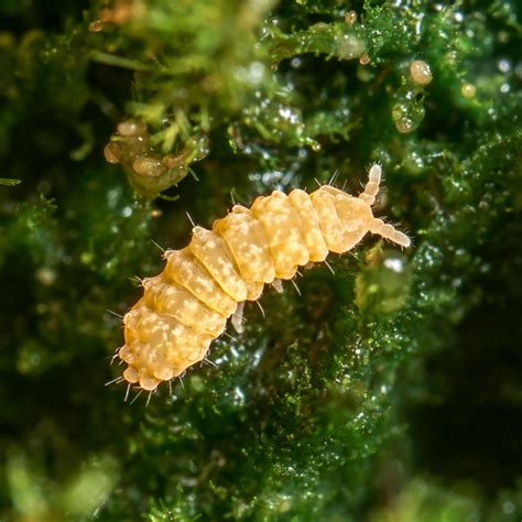 Image result for Purple Spring Tails