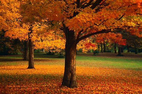 Image result for Fall Nature Desktop Backgrounds