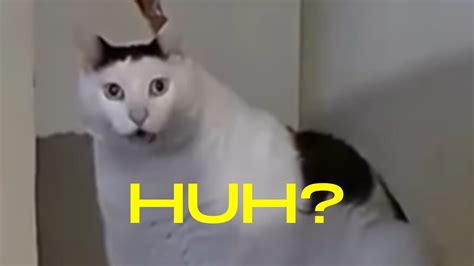 Huh? Cat | Know Your Meme
