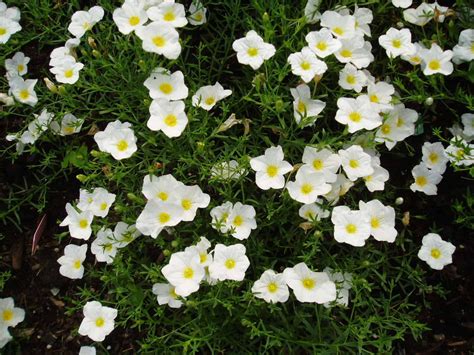 Heirloom Nierembergia Flower Seeds, Non-GMO Spreading Blooms for ...